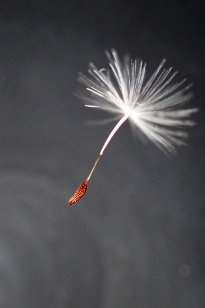 Новая жизнь