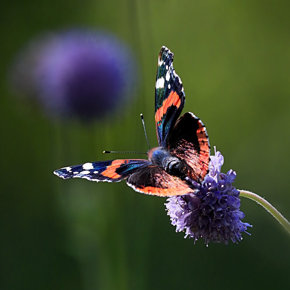 Маленький принц