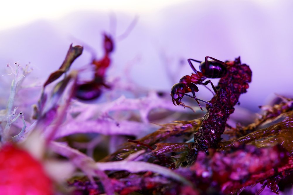 Разнонаправленные