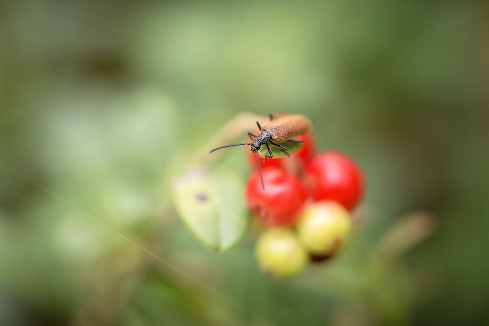 Photograph by Анастасия Петрова