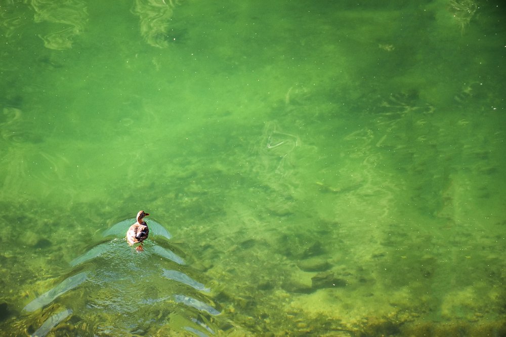 Фотография автора Mohsen Tavakoli