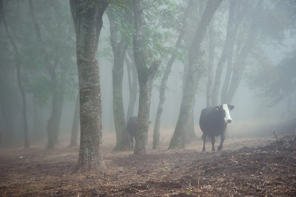 Фотография автора Vakhtangi Janjgava