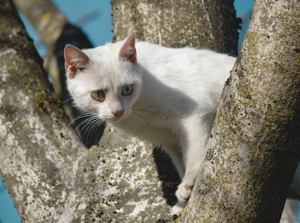 Фотография автора Vakhtangi Janjgava