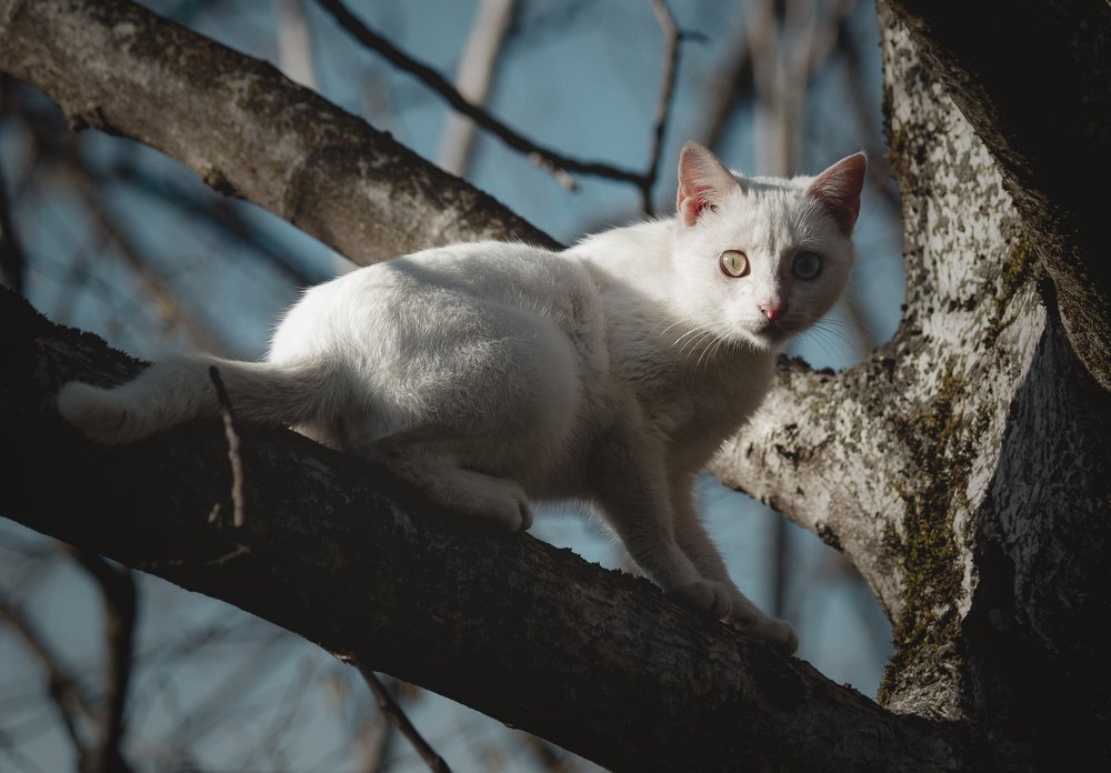 Фотография автора Vakhtangi Janjgava