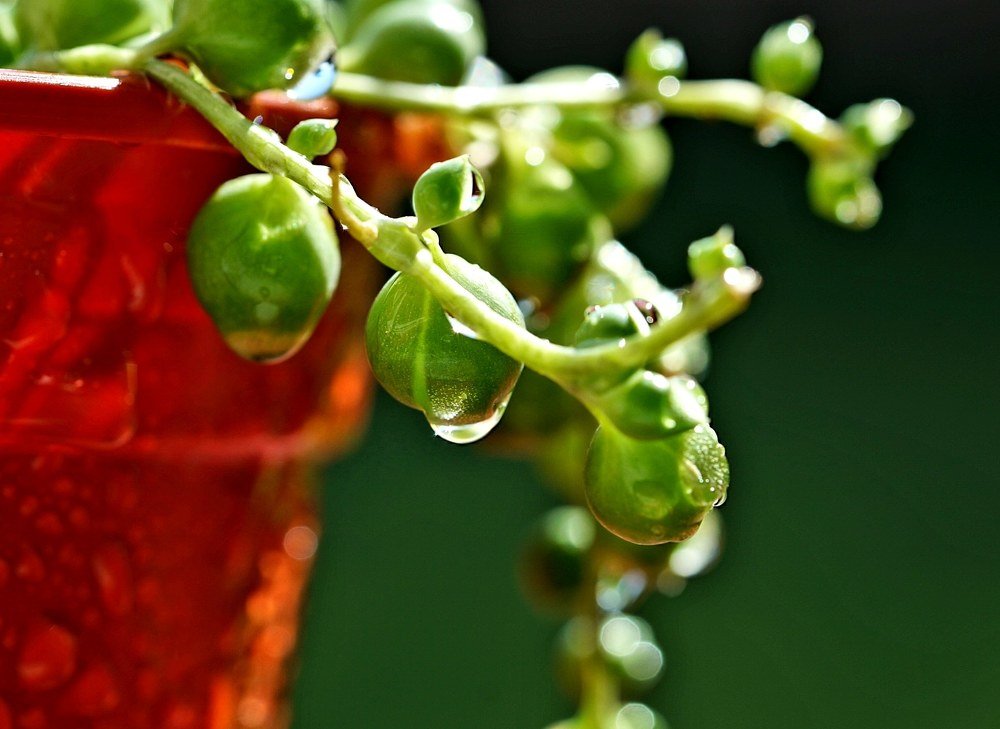 Photograph by Karina Elena Bergagna