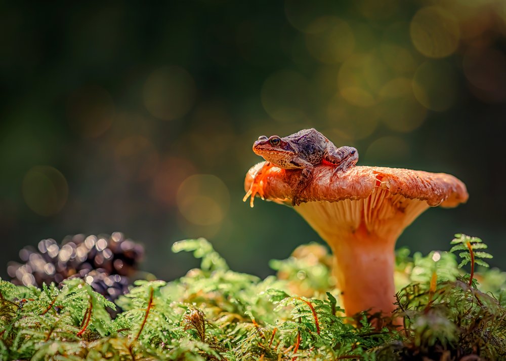 Солнечные ванны