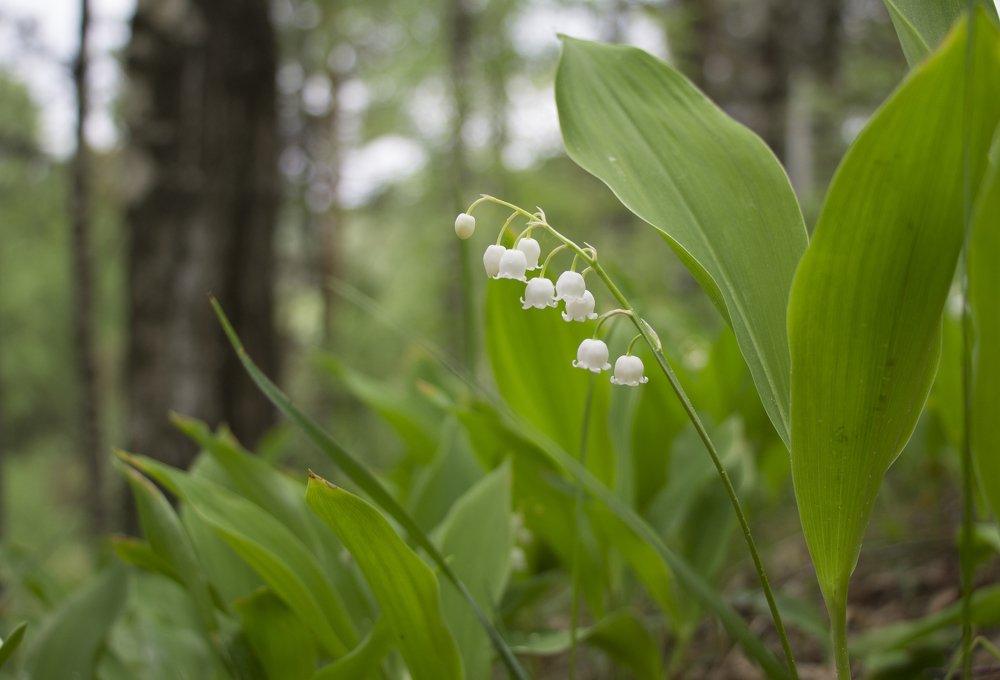 Photograph by Филиппов Олег