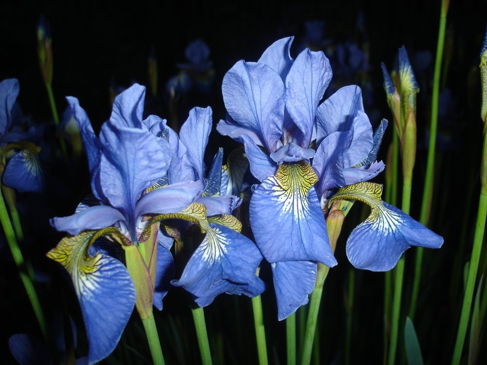 Photograph by Филиппов Олег