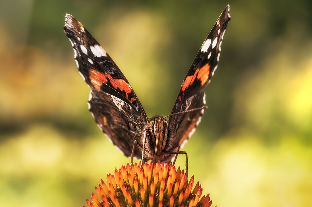 Photograph by Maria Tripoten