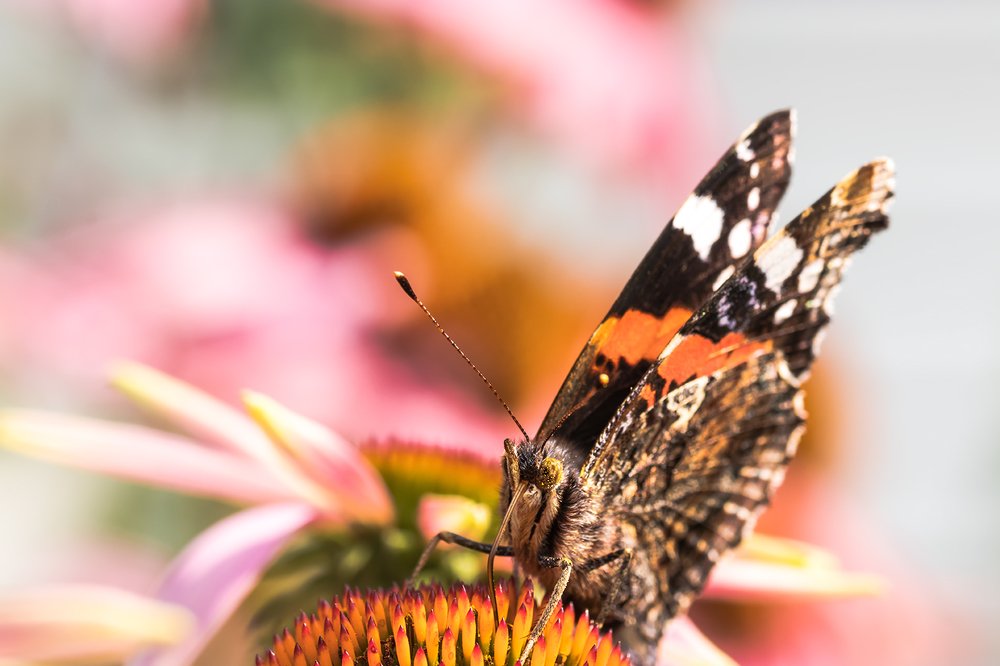 Photograph by Maria Tripoten