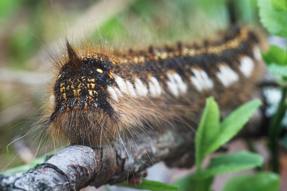 Photograph by Maria Tripoten