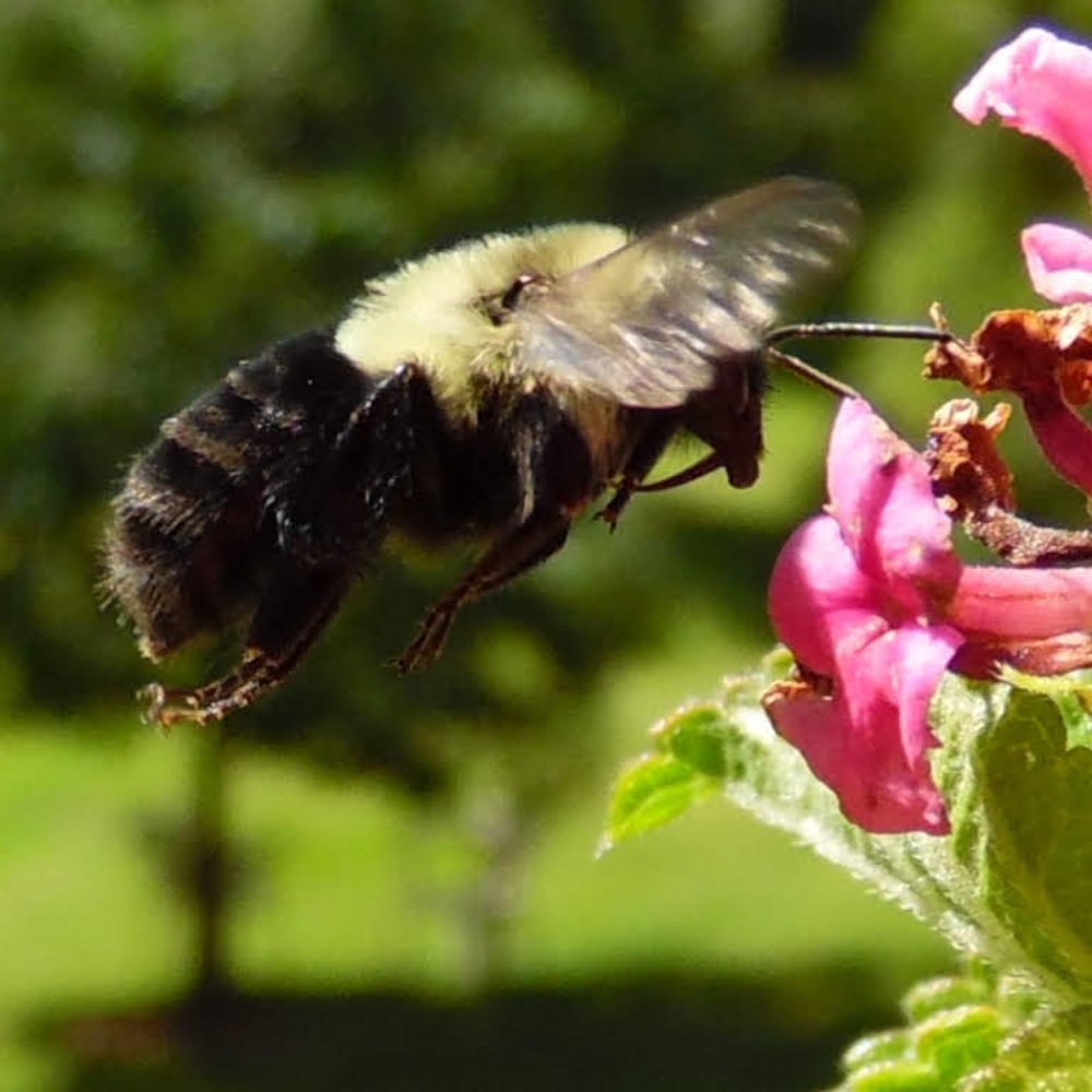 busy bumble
