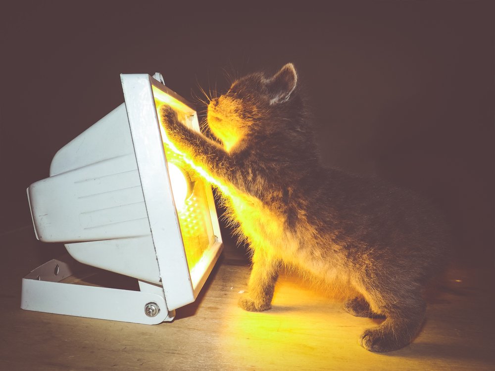 Любопытство