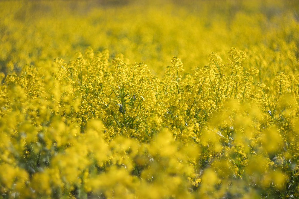 Photograph by Maria Tripoten