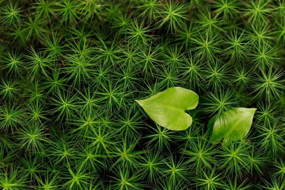 Photograph by Maria Tripoten