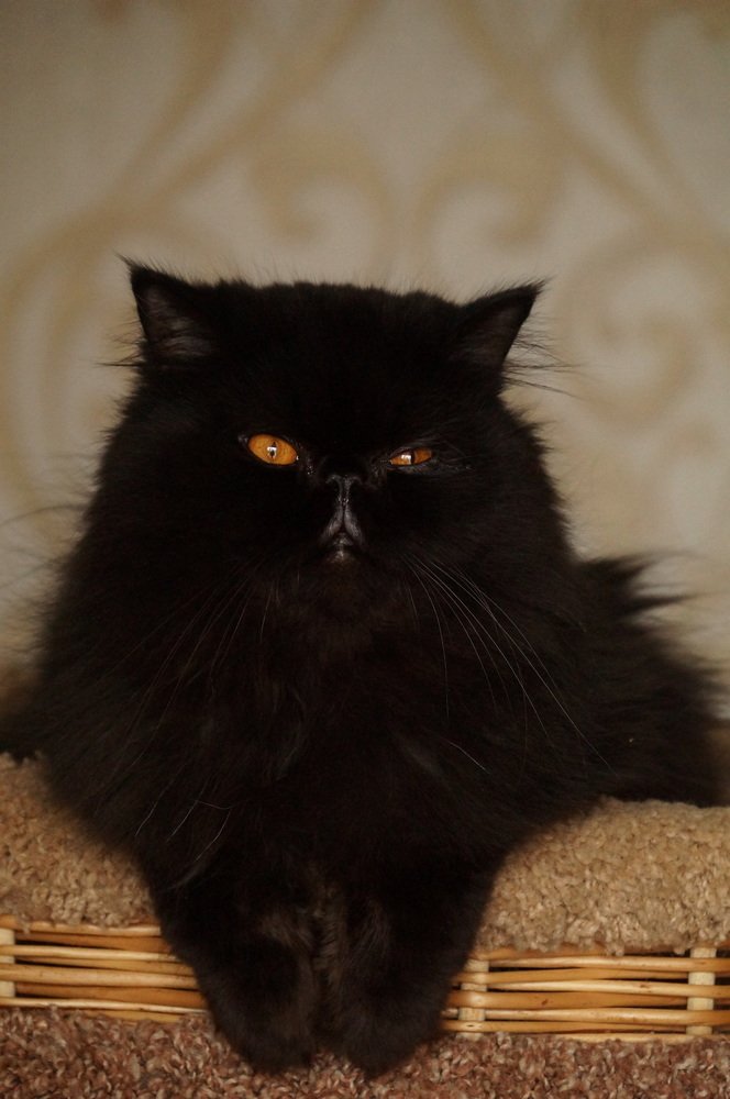 Photograph by Елена Ельчанинова