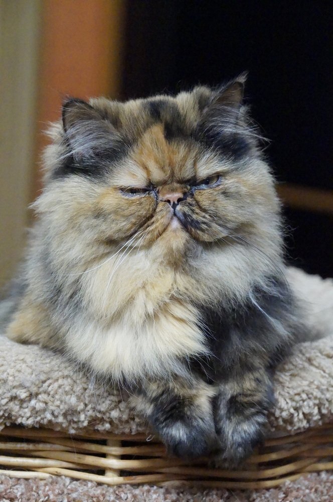 Photograph by Елена Ельчанинова