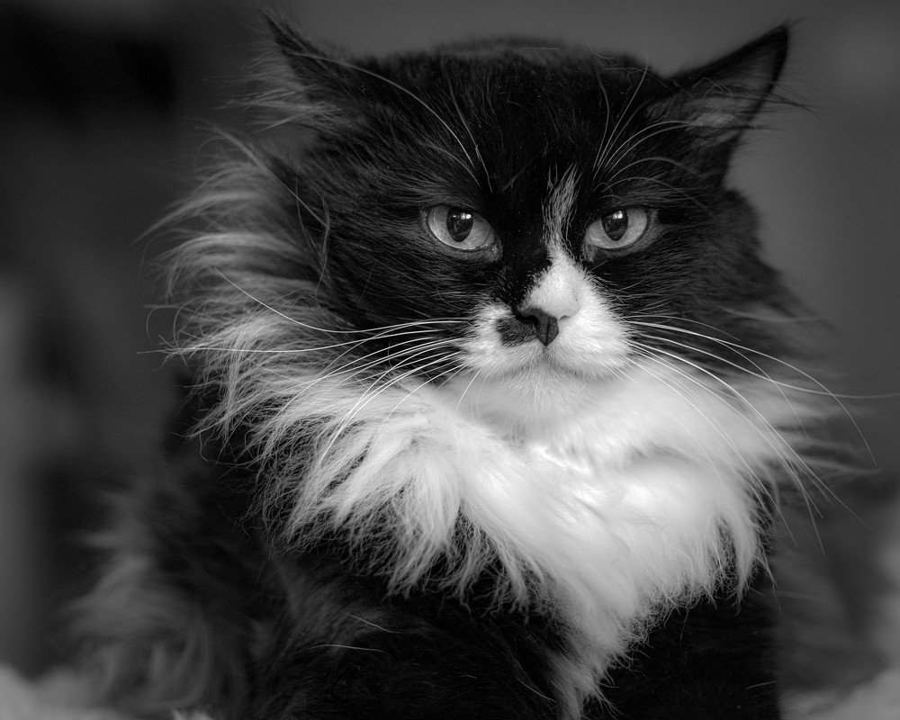 Кошка Алиса