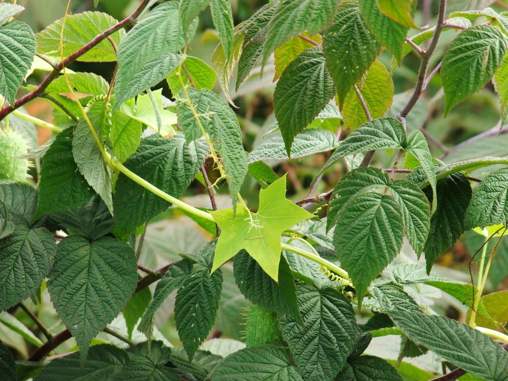 Photograph by Josée Beauchemin