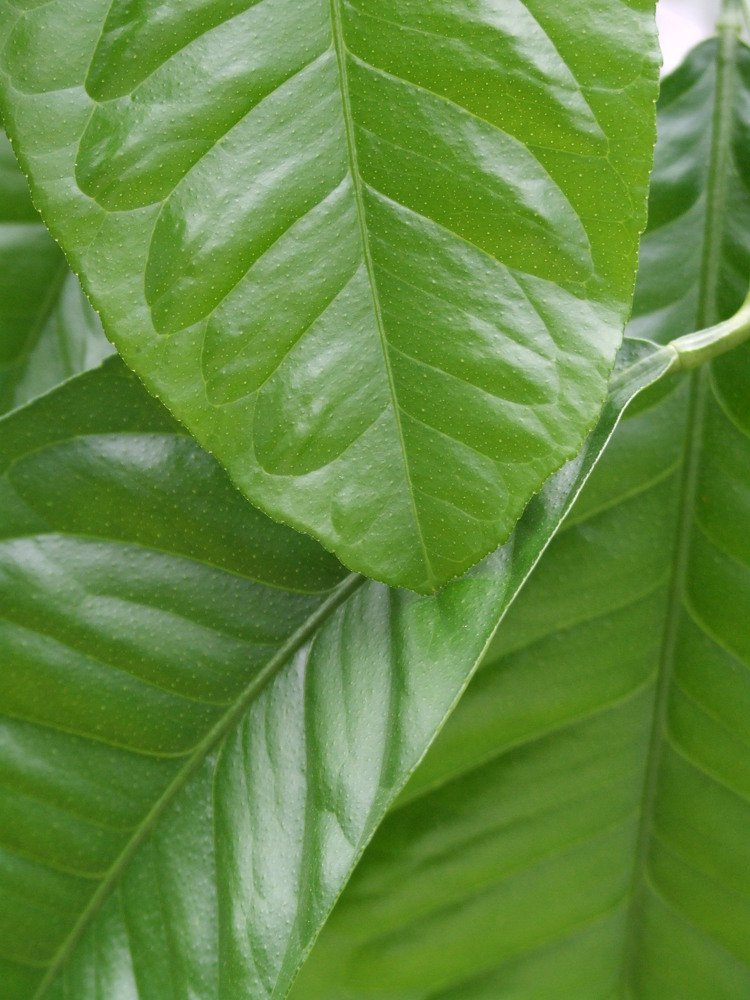 Photograph by Josée Beauchemin