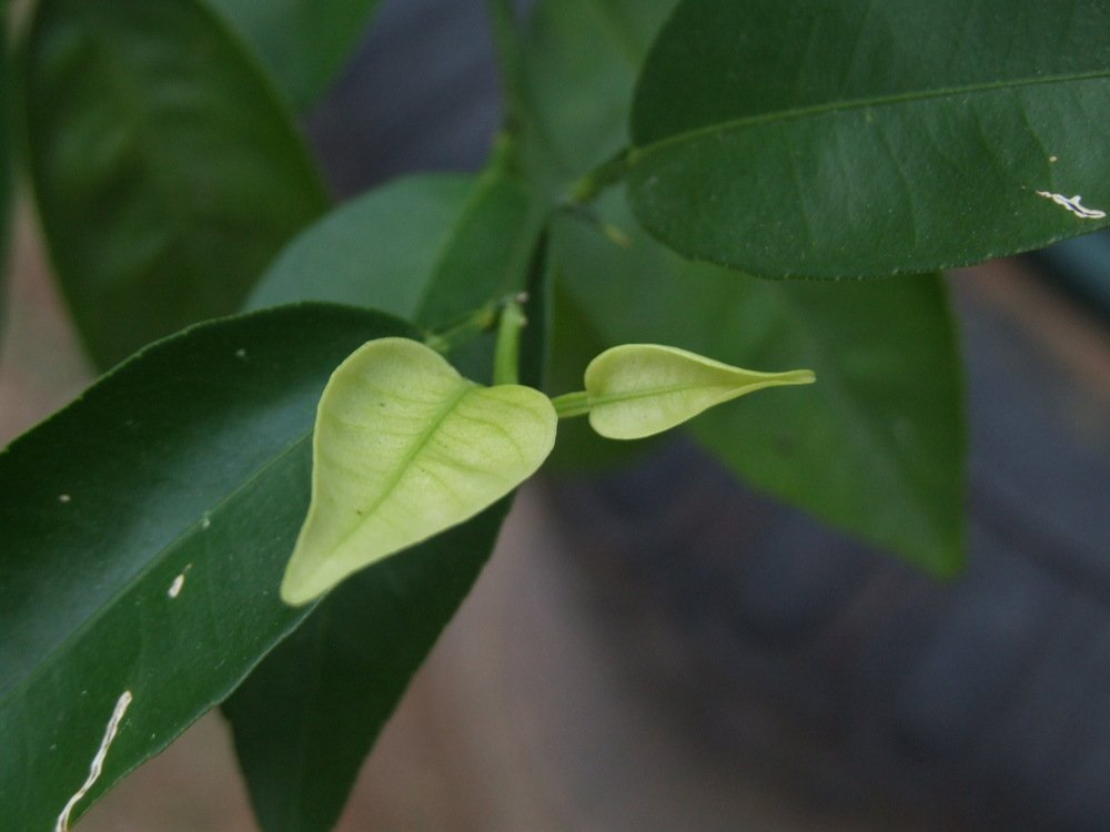 Photograph by Josée Beauchemin