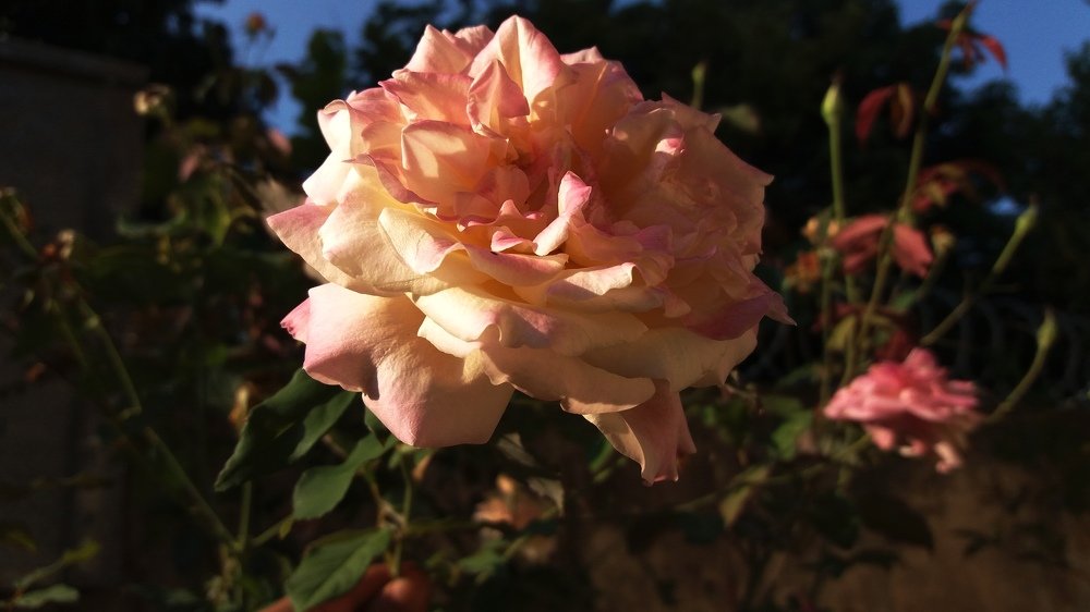 Flor