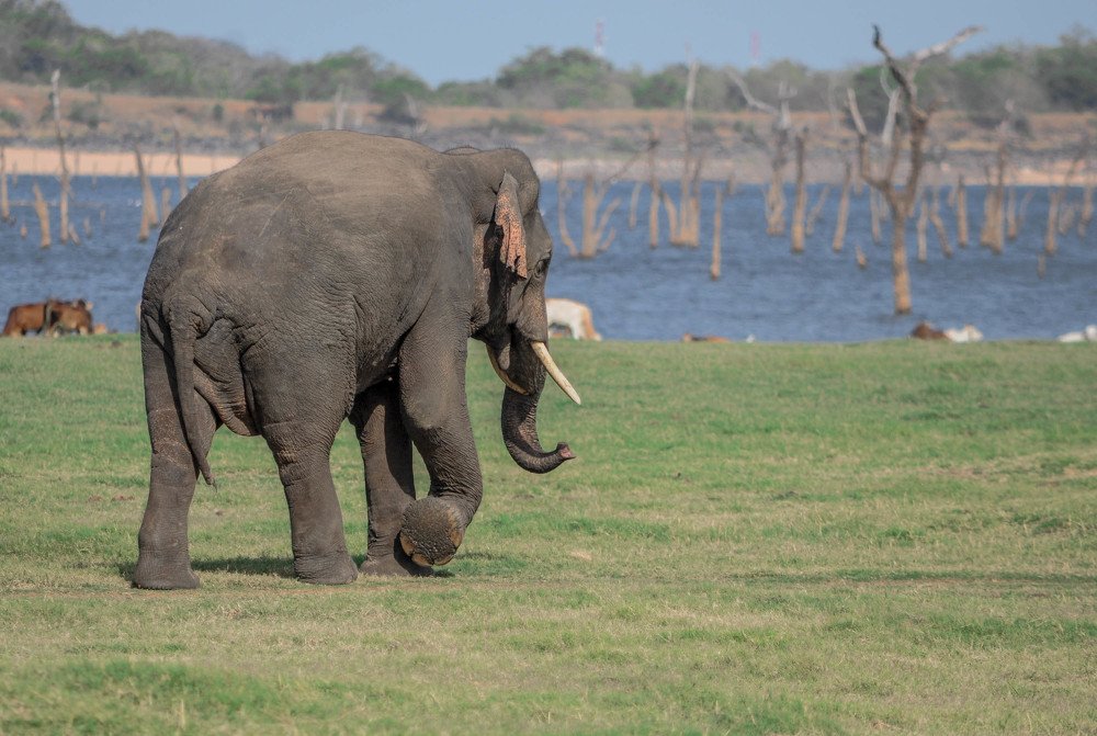 Photograph by Pawani