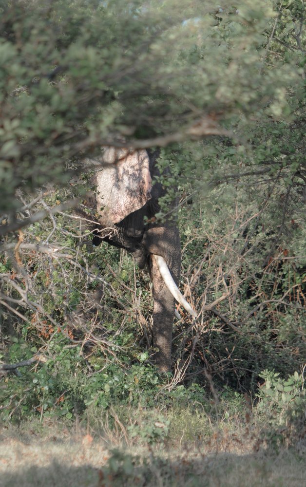 Photograph by Pawani