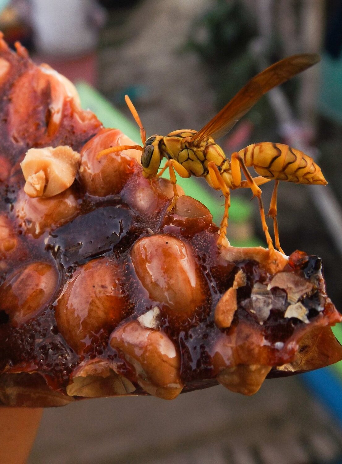 A Indian Yellow Wasp eating food.