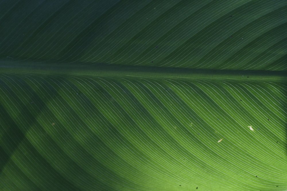 Photograph by Praveen Bhagat