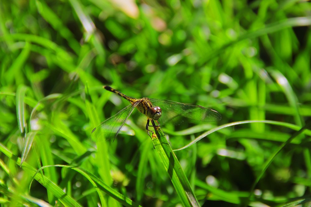Photograph by Yayan Ambyat Wahyudin