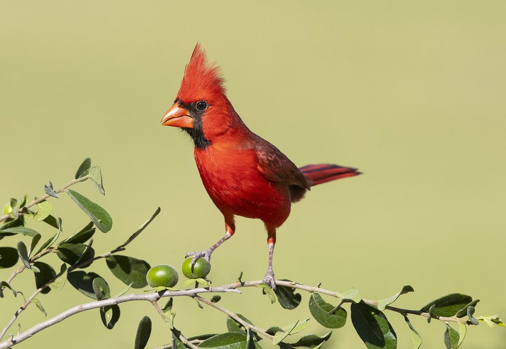 Northern Cardinal male - Красный кардинал самец