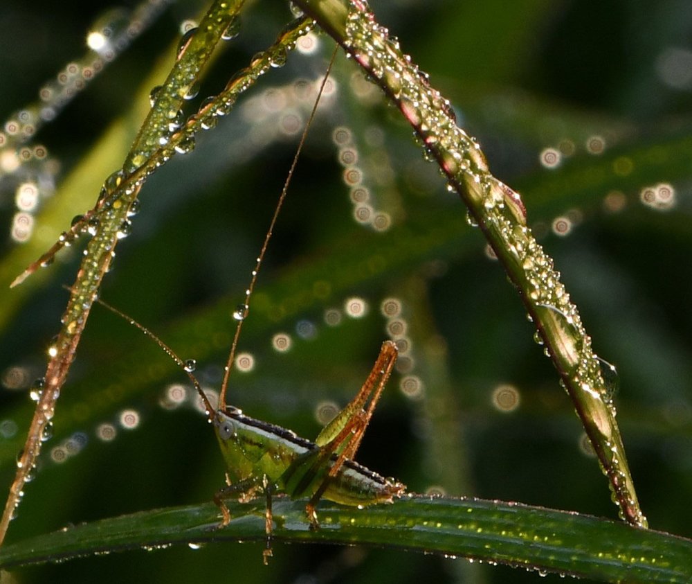 Jeweled Antenna