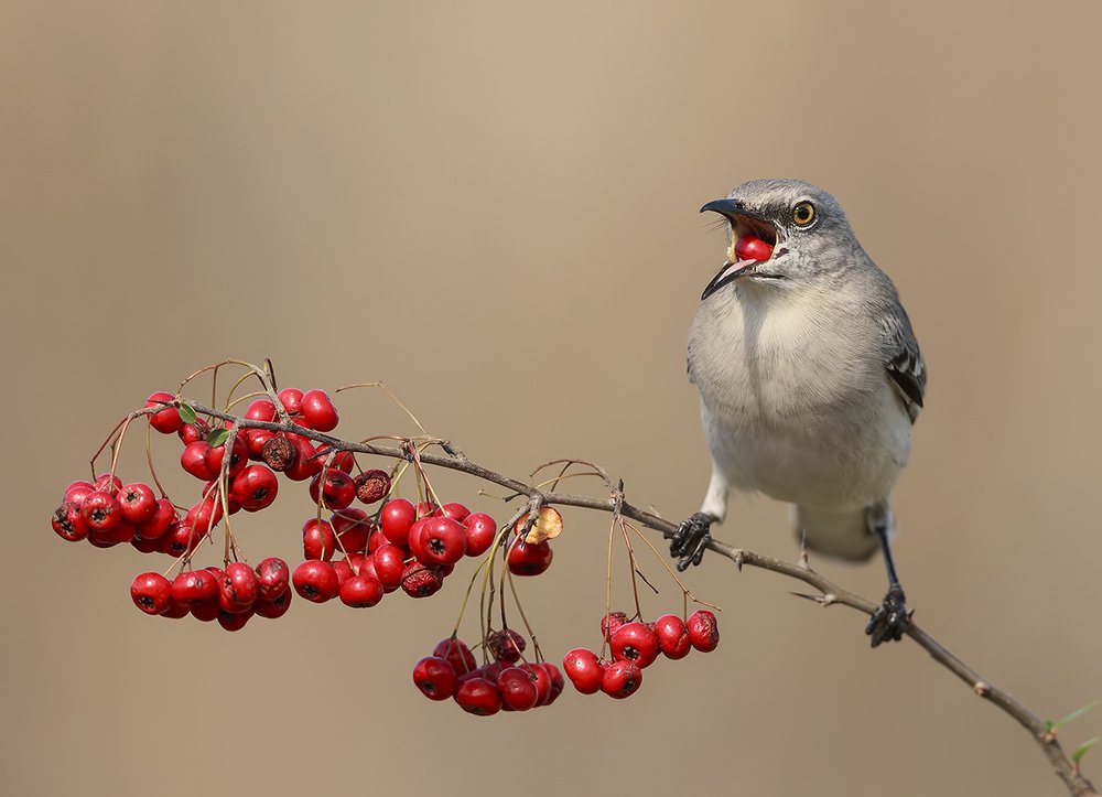 Любитель ягод. Многоголосый пересмешник