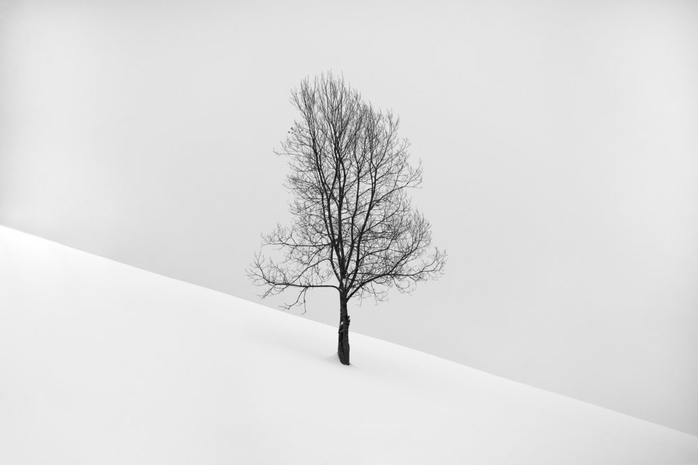...lonely tree...