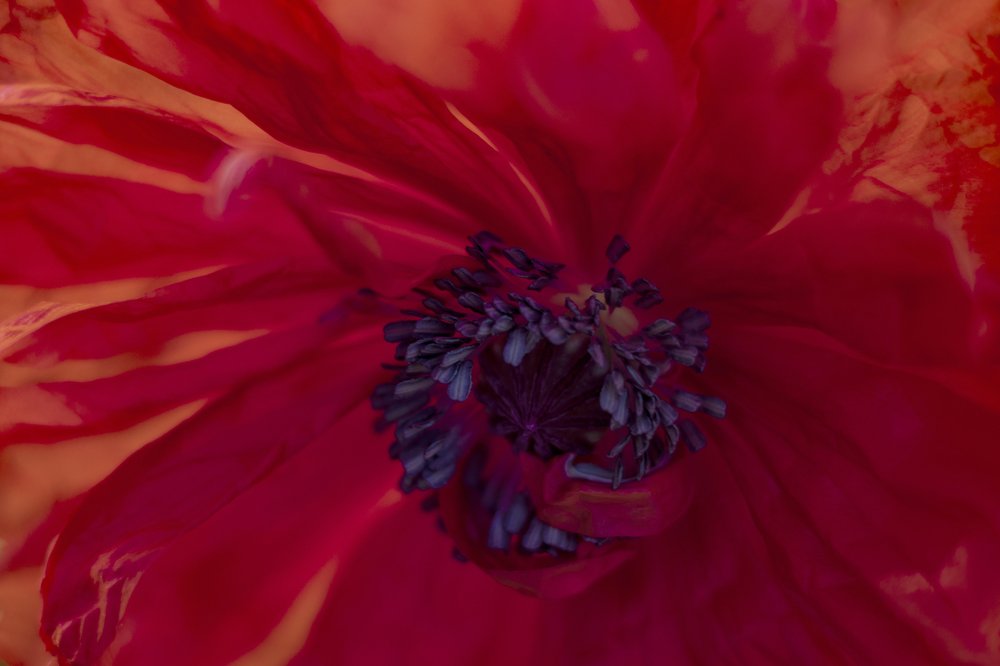 Фотография автора Ольга Никанович