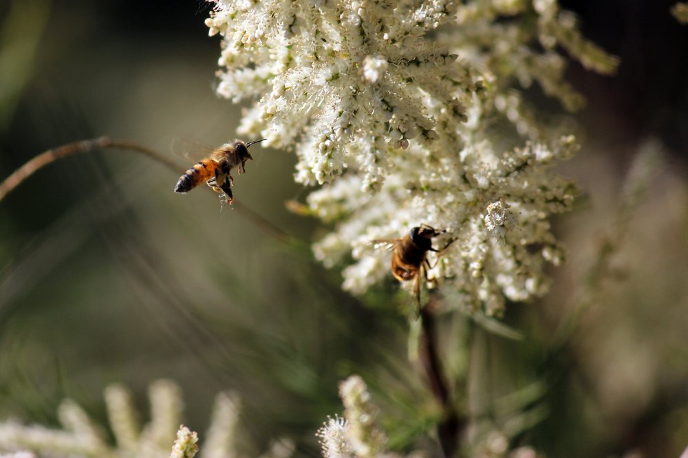 Photograph by saeed javanbakht