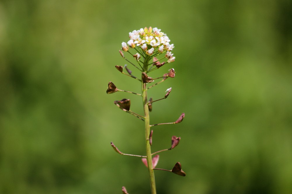 Photograph by saeed javanbakht