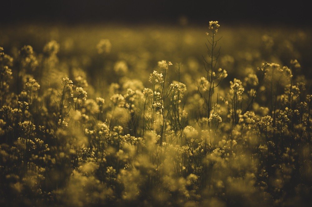 Photograph by Monika Deupala