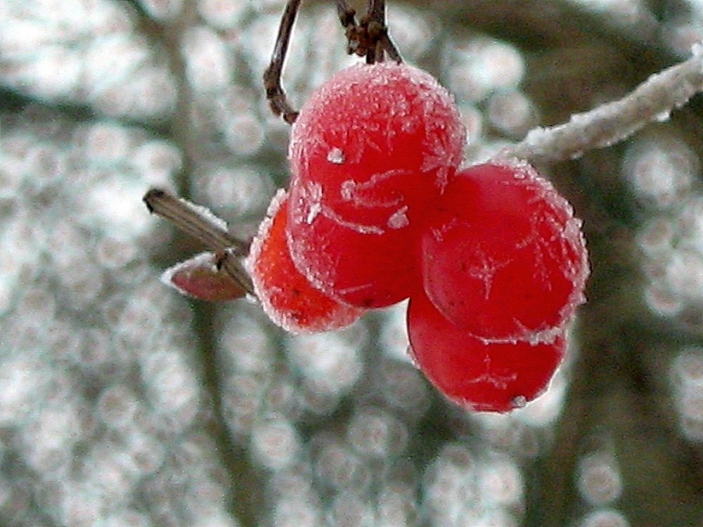 Зимняя вишня