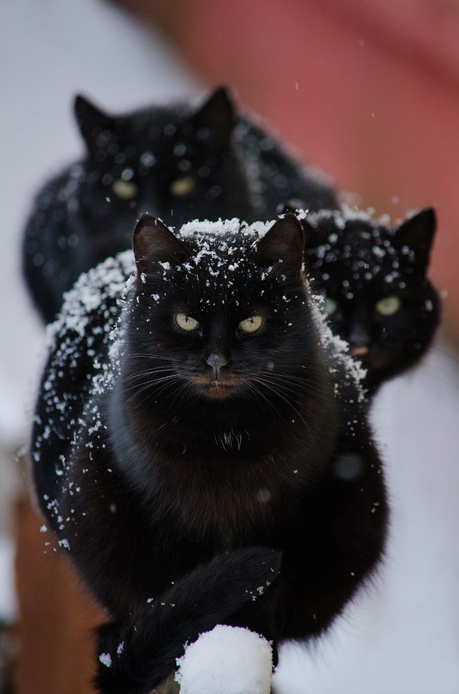 Photograph by Галина Полехина