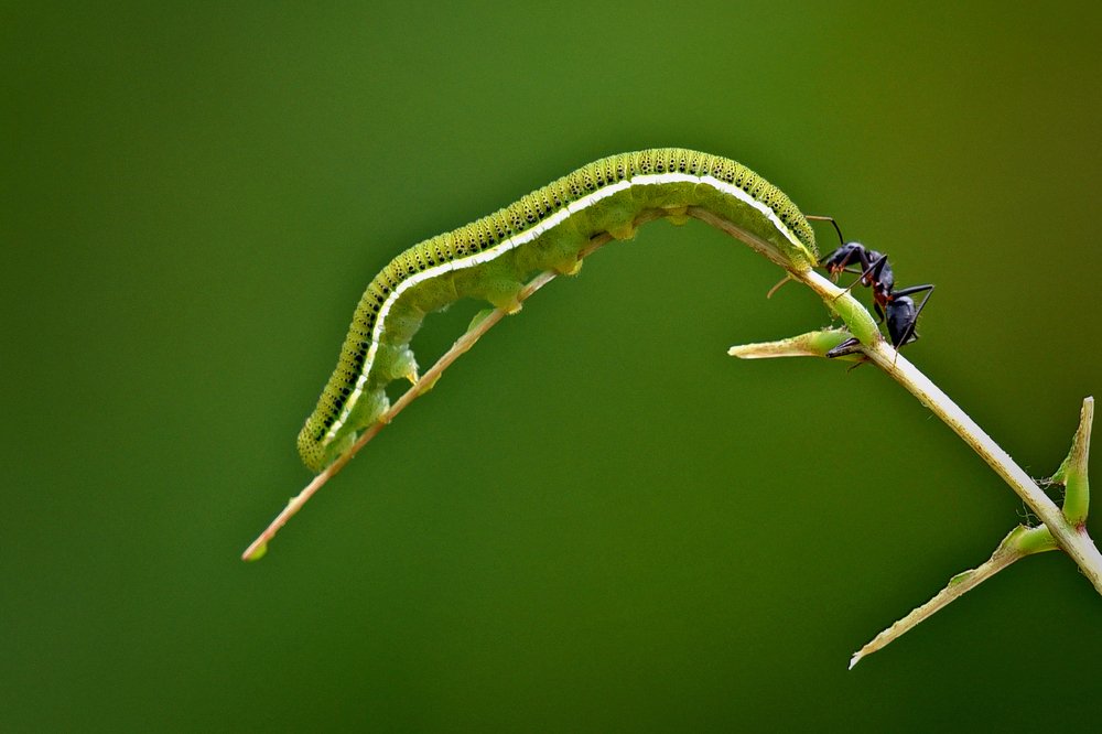 Photograph by Shibram Nag