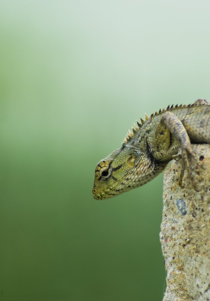 Фотография автора  Khokan Haldar