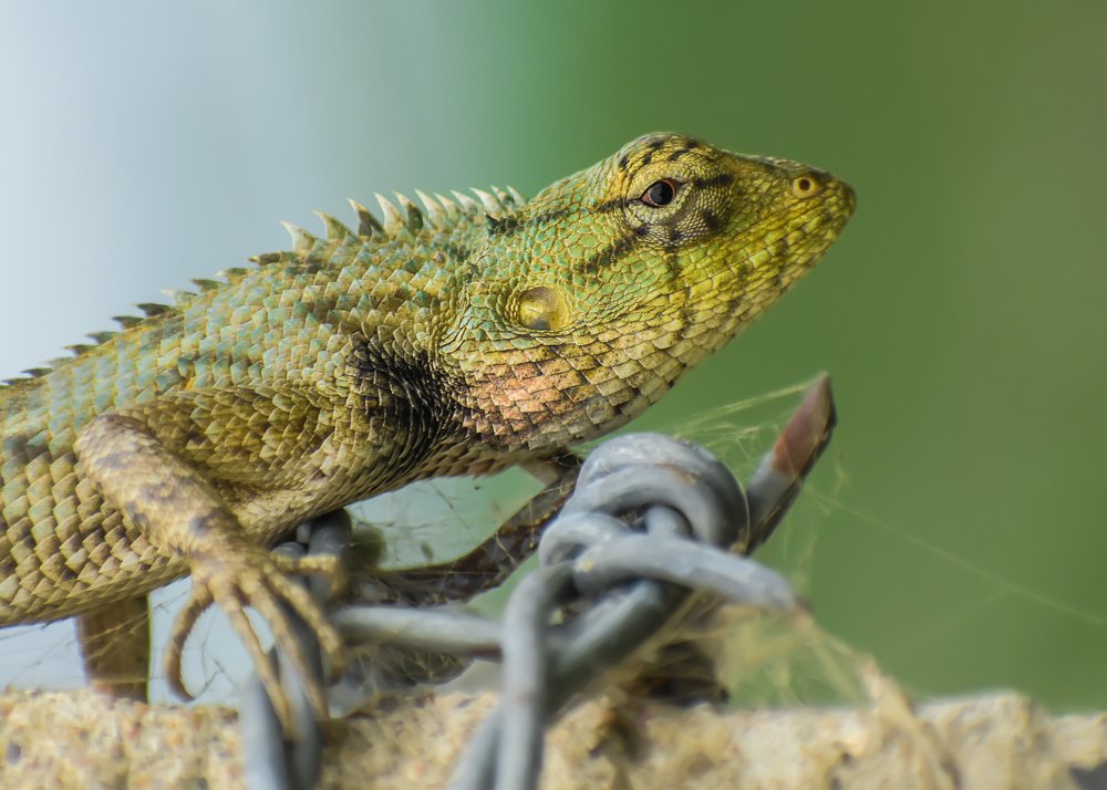 Фотография автора  Khokan Haldar