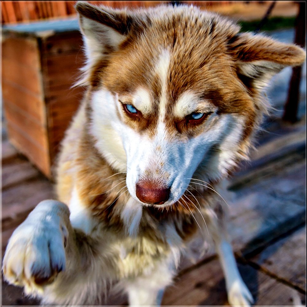 Photograph by Сергей Евдокимов