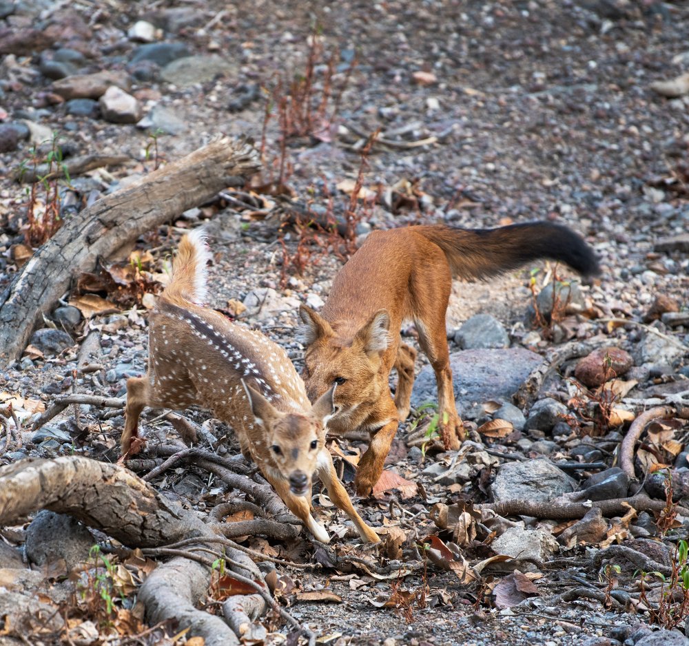 Photograph by Nilesh Patel