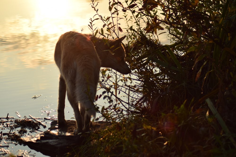 Morning near the river
