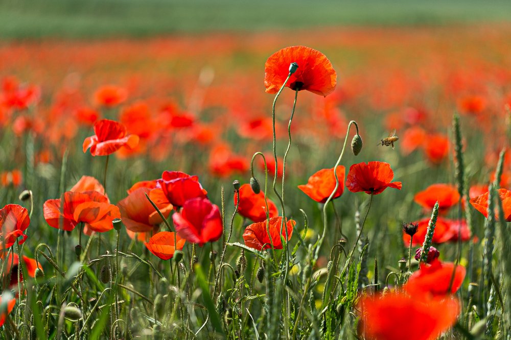 Photograph by Elena Gebert