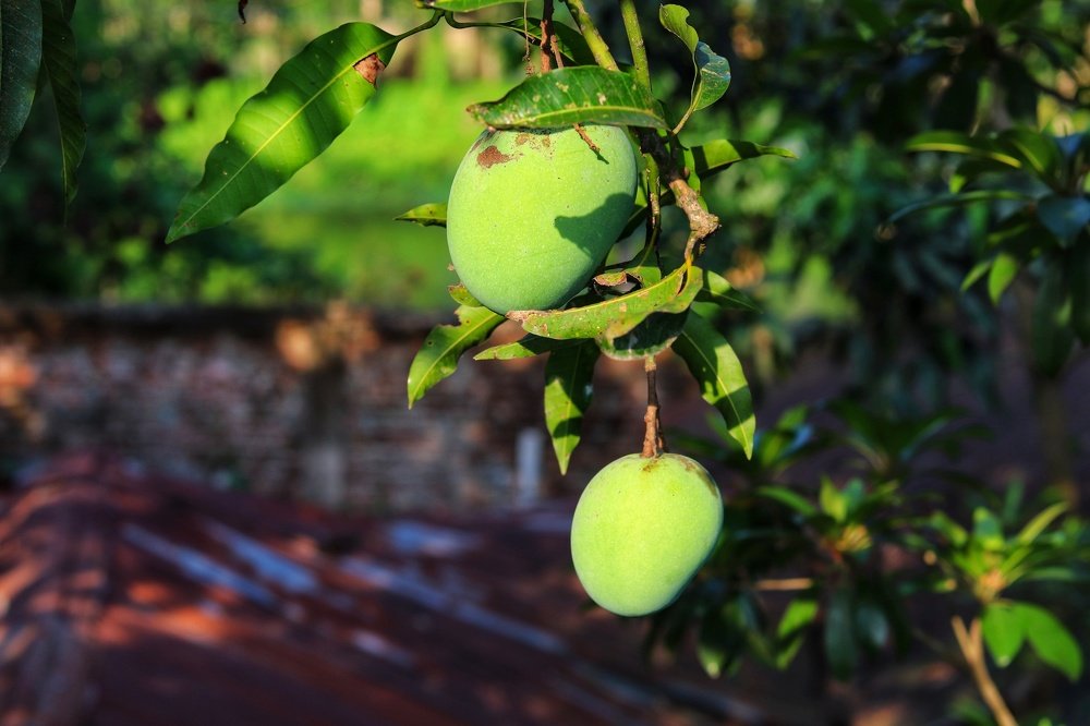 Photograph by Hasan Bijoy