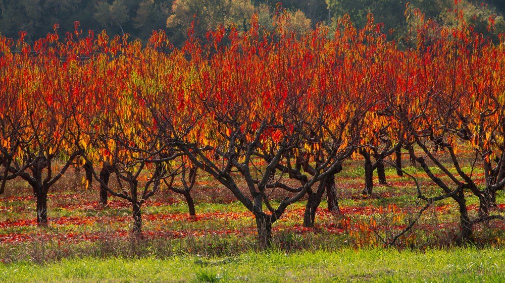 Фотография автора Вадим Топычканов